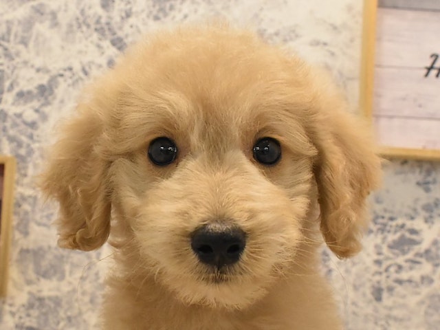 埼玉県のハーフ犬・ミックス犬 (ペッツワン蓮田店/2024年5月18日生まれ/男の子/レッド)の子犬